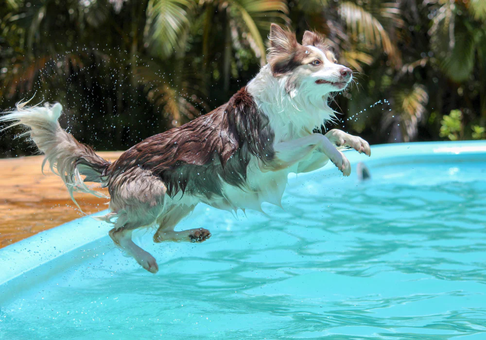 Hot dogs and cool cats: keeping pets cool without blowing your energy bill