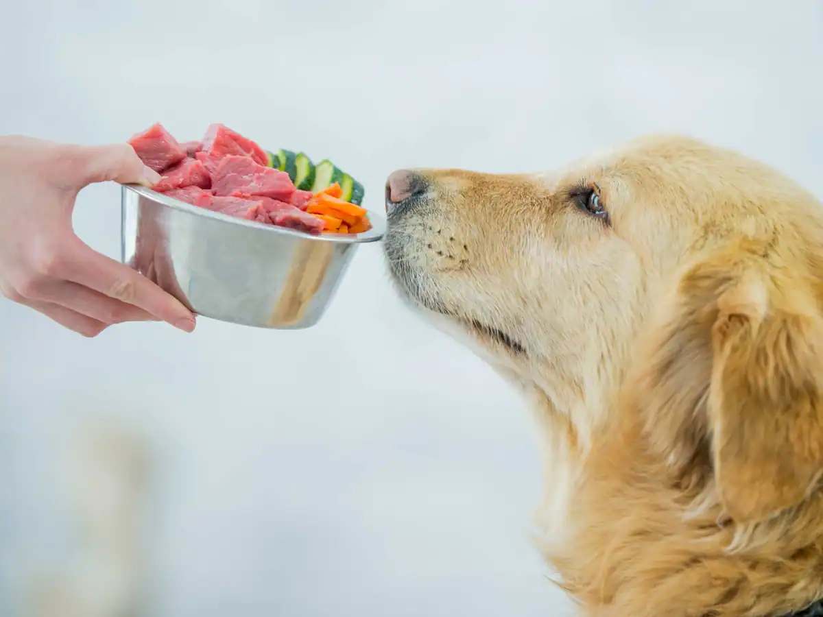 Raw meat for pets – here’s how to do it safely