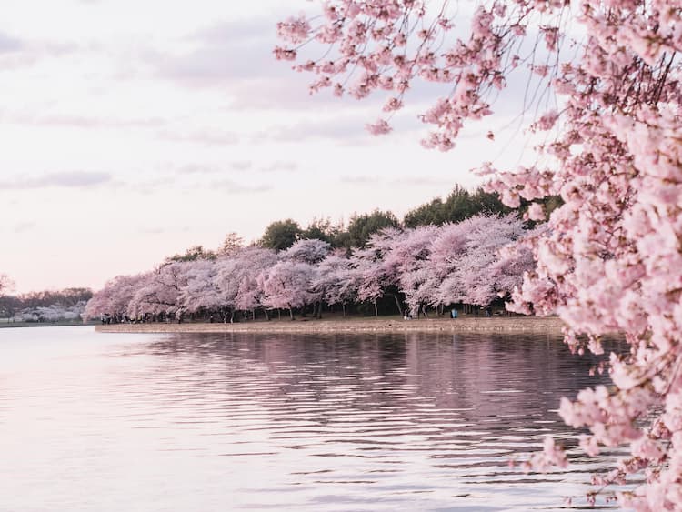 CHASING BEAUTY: EXPLORING THE BEST PLACES TO SEE CHERRY BLOSSOMS AROUND THE WORLD